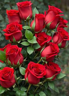 a bouquet of red roses with green leaves