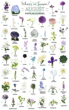 an image of flowers that are in season and the words, what's in season?