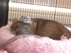 a brown rat wearing a tiara on top of its head sleeping in a pink blanket