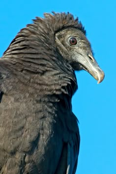 a close up of a black bird on a clear day