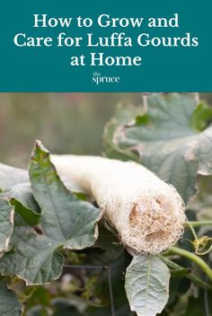 the cover of how to grow and care for luffa gourds at home