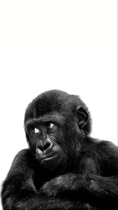 a black and white photo of a gorilla looking at the camera with an intense look on his face