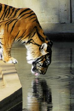 a tiger drinking water from a pond with it's head in the water and its mouth open