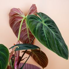 two green and red leaves on top of a plant in a purple pot next to a pink wall