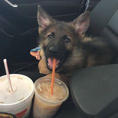 a german shepherd dog sitting in the back seat of a car with its tongue hanging out