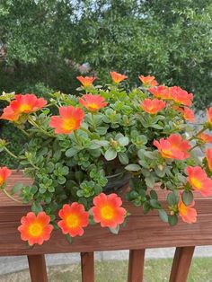 a potted plant with orange and yellow flowers on a wooden deck in front of some trees