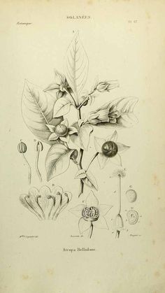 this is an antique drawing of flowers and leaves