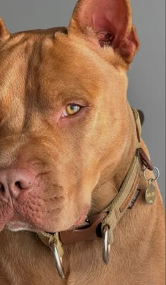 a close up of a dog wearing a collar and looking off into the distance with an intense look on his face