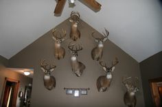 several deer heads mounted on the wall in a room with a ceiling fan and light fixture