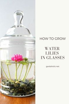 a glass jar with water lilies in it