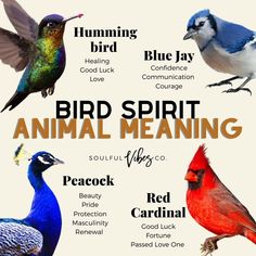 an image of birds that are in the wild with words describing them and their meanings