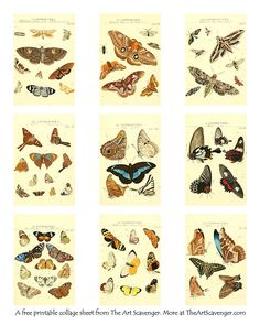 a collection of butterflies in various colors and sizes, all with different markings on them