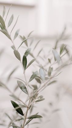 an olive branch with green leaves in a vase