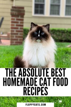 A Ragdoll Cat sitting and the pin title says The Absolute Best Homemade Cat Food Recipes Food Surprise, Cheap Recipe