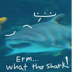 an image of a shark with the caption erm what the shank