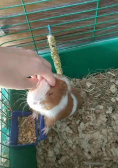 a person feeding a hamster in a cage