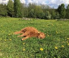 a brown dog laying on top of a lush green field