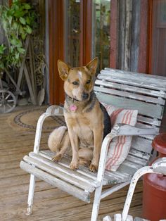 a dog sitting on top of a wooden bench