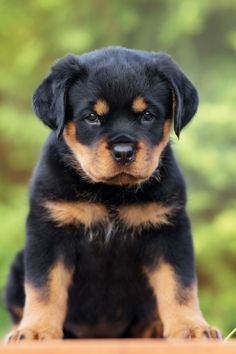 a black and brown puppy sitting on top of a wooden table