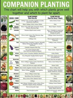 a poster showing the different types of plants that are in this plant identification chart, which includes