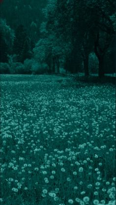 a field full of dandelions in the middle of a forest with lots of trees