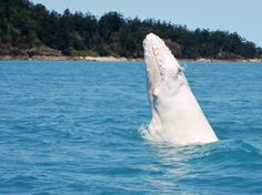 a large white animal sticking its head out of the water in front of an island