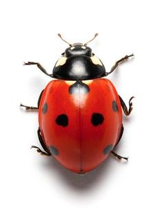 a ladybug on a white background