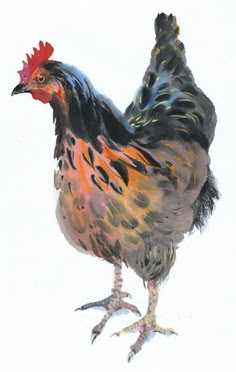 a painting of a rooster standing on one leg and looking to the side with its head down