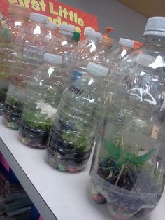 plastic water bottles filled with plants on a shelf