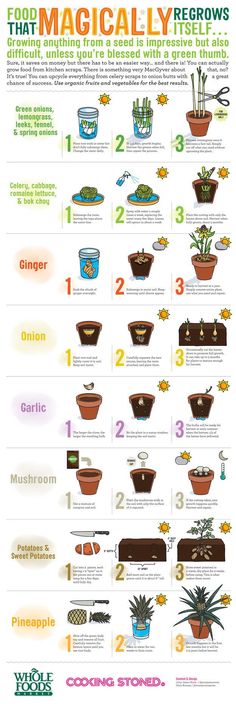 an info sheet showing the different types of plants in pots and potted planters