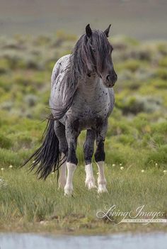 a black and white horse standing on top of a lush green field next to a body of water