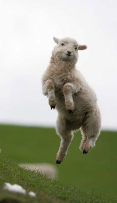 a sheep jumping in the air with its front legs up