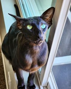 black oriental cats aesthetic shorthair ориентальная кошка oriental cat funny cats oriental oriental shorthair ориентал orientalcat oriental shorthair cats kitten honking cat ориентальный кот ориентальные кошки meow ориентальные котята ориентальные кошки видео orientalshorthair ориентальная порода кот ориентал black oriental cat oriental cats gato oriental cat compilation ориентал ориенталы black oriental kitty siamese short haired orientalisch kurzhaar katze funny cat Black