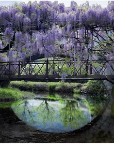 a bridge over a river with purple flowers hanging from it's sides and trees in the background