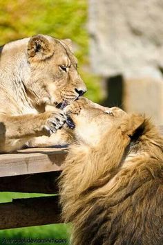 two lions are playing with each other in the zoo