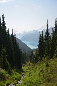 a stream running through a lush green forest filled with pine trees and snow capped mountains in the distance