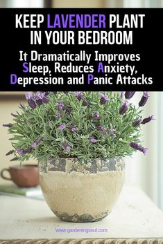 lavender plant in a pot with text overlay that reads, keep lavender plant in your bedroom