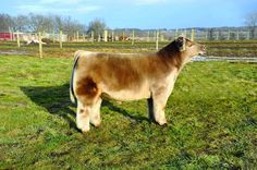 a large brown cow standing on top of a lush green field