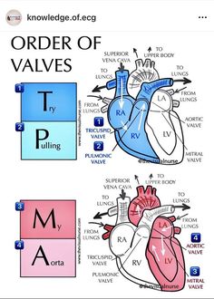 an image of the heart and its major functions