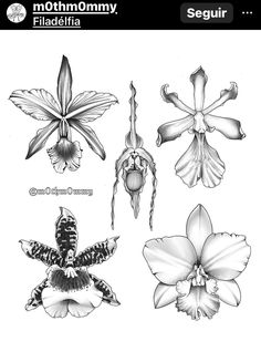 orchids and other flowers are drawn in black and white ink on a sheet of paper