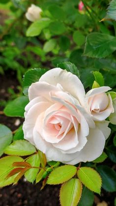 a white rose with green leaves in the foreground and pink flowers in the background