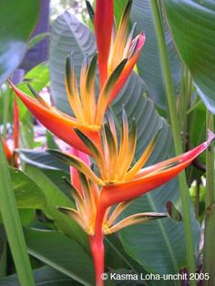 an orange and yellow bird of paradise flower in the wild with green leaves behind it