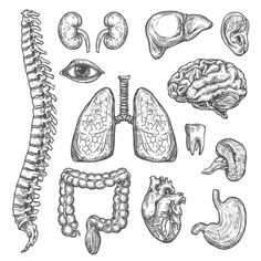 the human skeleton and other medical objects, hand drawn in pencil on white paper with black ink