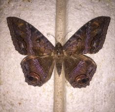 a large brown butterfly sitting on top of a white wall