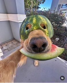 a dog with a watermelon helmet on its head