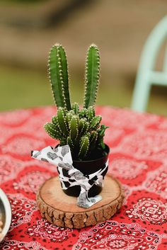 a small cactus in a pot on top of a wooden slice with a bandanna around it