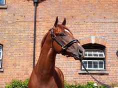 a brown horse standing in front of a brick building next to a green bush and lamp post