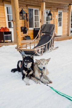 two dogs sitting in the snow next to a sleigh on a log cabin