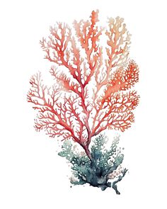 watercolor painting of coral on white background