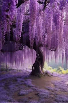 a tree with purple flowers hanging from it's branches